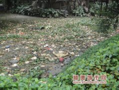勒流：垃圾+污水，河涌變成“墨水涌”