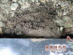 紅火蟻入侵大良？　部門：看起來不像