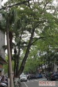 木棉歪了！街坊擔心大樹倒下壓傷人