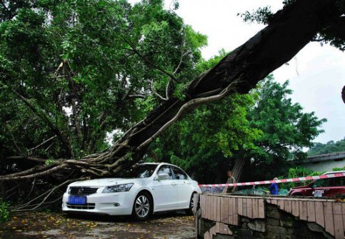 南浦古樹又出事　小車不幸遭“當頭棒”