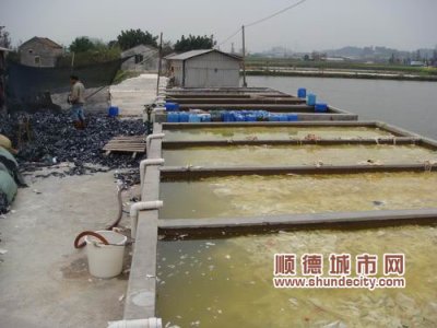 均安：三家違法排污的作坊“栽”了