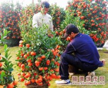今年年桔價(jià)格漲4成，倫教果農(nóng)豐收
