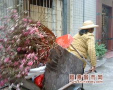 倫教：18個(gè)點(diǎn)集中處理年花年桔