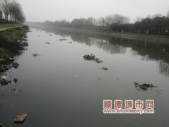 水葫蘆纏上勒良河，河堤整治所致