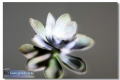 花香飄遠