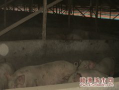 百余名居民聯(lián)名投訴8000平米養(yǎng)殖場