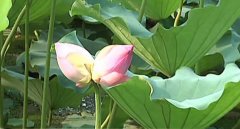 均安鶴峰康公廟有朵并蒂蓮