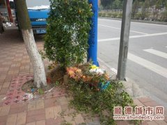 倫教：無公害處理年花　安全環保