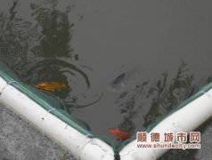龍田涌變“綠河”，是長綠藻不是污染