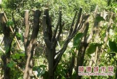 永豐99棵樹無辜被砍，花木場主作案