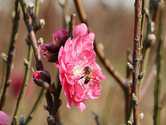 右眼新聞：“含苞”桃花，似在迎春